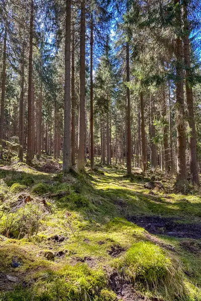 Yosun, devrilmiş ağaçlar ve taşlarla kaplı güzel, sık bir orman. Turistlerden saklanan yosun ormanı. Yüksek kalite fotoğraf