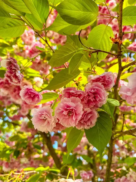 İlkbaharda kiraz çiçekleri, pembe çiçekler ve yeşil yapraklar ılık baharda açar. Yüksek kalite fotoğraf