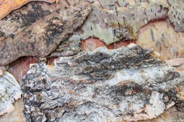 Birkaç huş ağacı kabuğu ustalar tarafından kullanılmak üzere birbiri üzerine konulmuş. Krasnoyarsk. Yüksek kalite fotoğraf