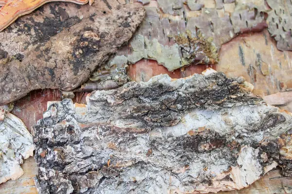 Birkaç huş ağacı kabuğu ustalar tarafından kullanılmak üzere birbiri üzerine konulmuş. Krasnoyarsk. Yüksek kalite fotoğraf