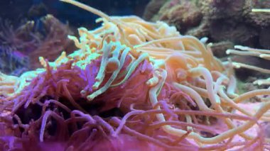 Pembe şakayıklar. Su altı dünyasında mercanlar ve balıklarla dolu bir deniz çiçeği. Deniz çiçekleri akvaryumda hareket eder. Yüksek kalite 4k görüntü