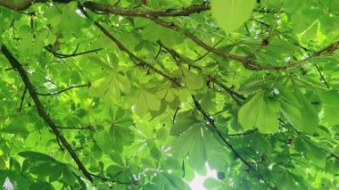 Ormandaki parlak yeşil ağaç yapraklarının arasından güneşe bakıyorum. Kestane manzarası ve aşağıdan kestane yaprakları. Yüksek kalite 4k görüntü
