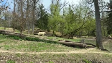 Brno Hayvanat Bahçesi 'nin etrafında beyaz bir kurt koşuyor. Baharda kurt sürüsü. Yüksek kalite 4k görüntü