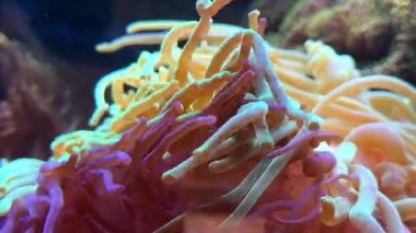 Pembe şakayıklar. Su altı dünyasında mercanlar ve balıklarla dolu bir deniz çiçeği. Deniz çiçekleri akvaryumda hareket eder. Yüksek kalite 4k görüntü