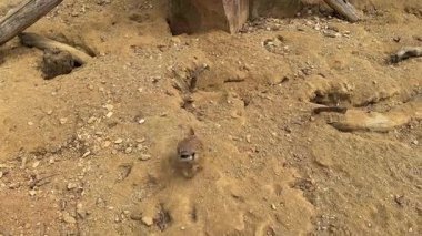 Dikkatli bir mirketin kumlu zeminde dikilip çevreyi potansiyel tehditler için taramasını yakından çek. - Evet. Yüksek kalite 4k görüntü