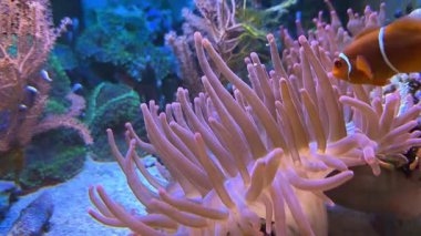 Pembe şakayıklar. Su altı dünyasında mercanlar ve balıklarla dolu bir deniz çiçeği. Deniz çiçekleri akvaryumda hareket eder. Yüksek kalite 4k görüntü