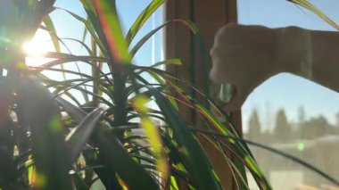Bir insan dairedeki plastik pencereyi, kapı kolunu kapatarak kapatır. Güneş ışığı ve draacaena. Yüksek kalite 4k görüntü
