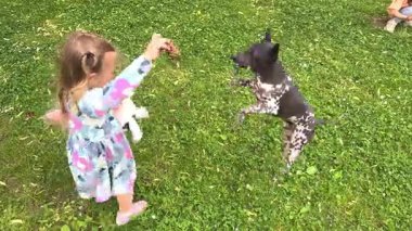 Yeşil çimenlerin üzerinde küçük bir kız çıplak köpekle oynuyor. Kılsız bir Amerikan teriyeri oyuncağın arkasına atlıyor. Yüksek kalite 4k görüntü