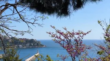 Pembe çiçekli ağaç güzel kıyı şeridi, denizde deniz feneri. Güneşli bir gün, kapatıyoruz. Yüksek kalite 4k görüntü