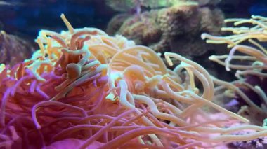 Pembe şakayıklar. Su altı dünyasında mercanlar ve balıklarla dolu bir deniz çiçeği. Deniz çiçekleri akvaryumda hareket eder. Yüksek kalite 4k görüntü