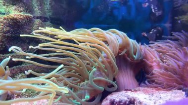 Pembe şakayıklar. Su altı dünyasında mercanlar ve balıklarla dolu bir deniz çiçeği. Deniz çiçekleri akvaryumda hareket eder. Yüksek kalite 4k görüntü