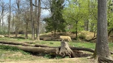 Brno Hayvanat Bahçesi 'nin etrafında beyaz bir kurt koşuyor. Baharda kurt sürüsü. Yüksek kalite 4k görüntü