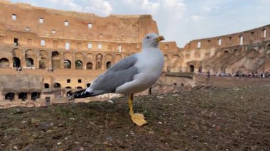 Roma, İtalya, 26.10.2024: İçeriden, içeriden kolezyum binası ve sınırda bir martı. Kuş kameraya yakın. Eski kalıntılar restorasyon ve birçok insan turist nesnesini ziyaret ediyor. Yüksek kalite 4k görüntü