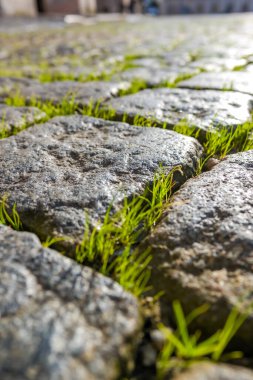 Genç yeşil çimenler kaldırım taşlarını kırıyor. Asfalttaki çimenler. Şehirdeki doğa. Yüksek kalite fotoğraf