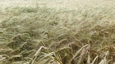 Olgun buğday kulakları rüzgarda sallanıyor. Buğday tarlası. Ekinler. Yüksek kalite 4k görüntü
