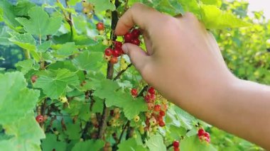 Kızlar bir daldan olgun kırmızı frenk üzümü topluyor. Güneşli bir günde, olgun böğürtlen toplamak vitamin kaynağıdır. Yüksek kalite 4k görüntü