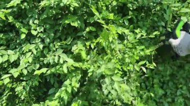 Çalı budamak ve bahçe dekorasyonu. Bir bahçıvan pille çalışan çit budayıcı ile çalıları buduyor. Bahçe tasarımı, peyzaj tasarımı, bahçıvanlık, peyzaj. Yüksek kalite 4k görüntü