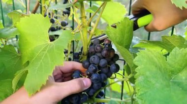 Siyah üzümleri kesip biçmek. Kız budama makası ile bir dal kesti. 2025 'in başlarında. Burchak. Yüksek kalite 4k görüntü