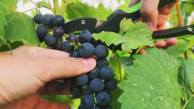 Siyah üzümleri kesip biçmek. Kız budama makası ile bir dal kesti. 2025 'in başlarında. Burchak. Yüksek kalite 4k görüntü