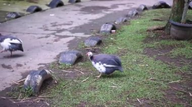 Parkta yiyecek arayan iki hindi lapası ya da hindi tavuğu, sonra asfalt yolda yürüyorlar.