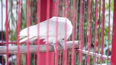 Bir Cookato (Cacatuidae) tahta bir dala tünedikten sonra kırmızı bir kafeste gagasını kaşır.