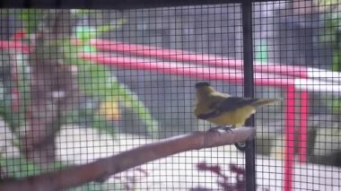 Sarı Starling, tahta bir dala tünemiş ve sonra uçarak büyük kafesin içinde bulanık bir zemin oluşturmuş.