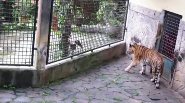 Koca Kaplan, hayvanat bahçesinde bir kafeste ağzını açıp dilini dışarı çıkarıyordu.