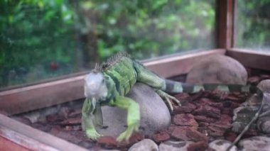Yeşil iguana kayaların üzerinde süzülüyor ve cam bir kafeste odun parçaları.