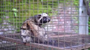 Oturma kafesinde misk veya firavun faresi veya luwak (beyaz kahve üreten hayvan) sonra ağzını açar ve dilini dışarı çıkarır.