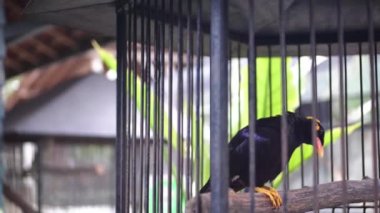 Bir Common Hill Myna (Gracula religiosa), arka planda bulanık kafeslerde beslenir ve yer. Siyah bir kuş.