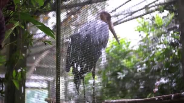 一只大鹤把鸟关在笼子里 背景模糊 — 图库视频影像