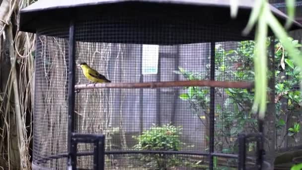 Gelbe Stare Hocken Auf Hölzernen Zweigen Einem Großen Käfig Hintergrund — Stockvideo