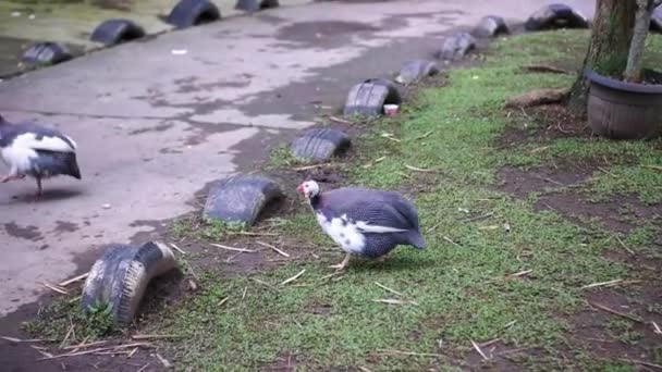 Dos Aves Corral Pavo Pollo Pavo Alimentándose Parque Luego Caminando — Vídeo de stock