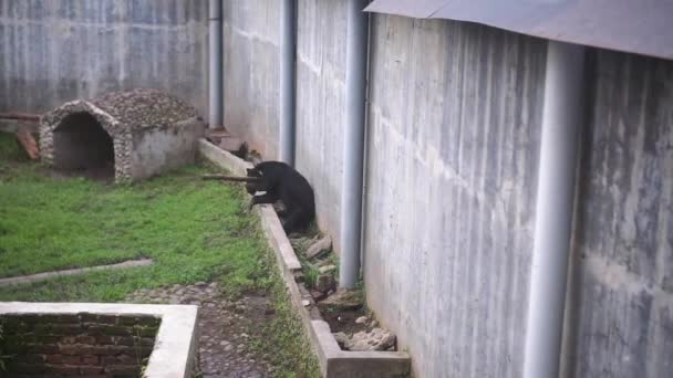 Egy Nagy Fekete Medve Egyedül Játszik Egy Ketrecben — Stock videók