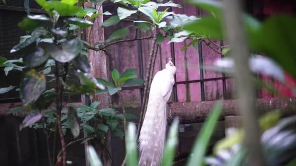 Biały Paw Siedzący Pniu Drzewa Odwrócił Się Plecami Aparatu Podrapał — Wideo stockowe