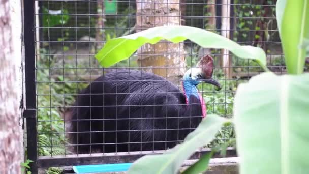 Kafeste Içen Büyük Cassowary Kuşu Kameraya Baktı Muz Ağacı Bulanıklığı — Stok video