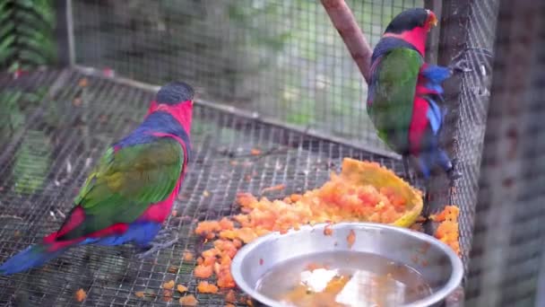 一对黑头鹦鹉 Lorius Lory 在笼子里吃木瓜果和喝水 Burung Nuri Kepala Hitam — 图库视频影像