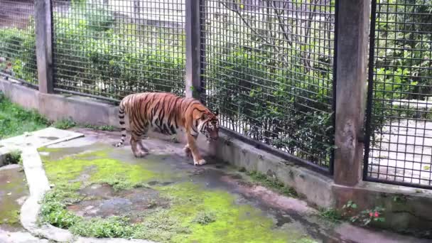 Big Tiger Walking Cage Zoo While Opening His Mouth Sticking — Stock Video