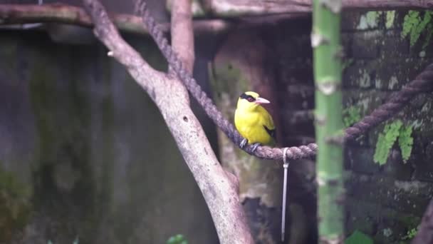 Żółty Starling Siedzący Linie Klatce Dużą Drewnianą Gałąź Dużą Klatkę — Wideo stockowe