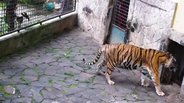 大きな虎が動物園の檻の中を歩いていると 口を開けて舌を出していた — ストック動画
