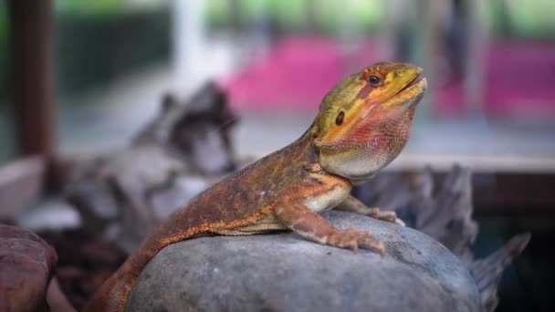 Żółto Brązowa Iguana Która Siedzi Kamieniu Szklanej Klatce — Wideo stockowe