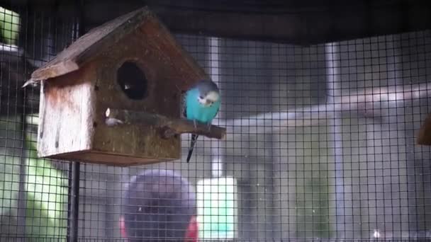 Blue Love Bird Bertengger Depan Rumah Burung Kandang — Stok Video