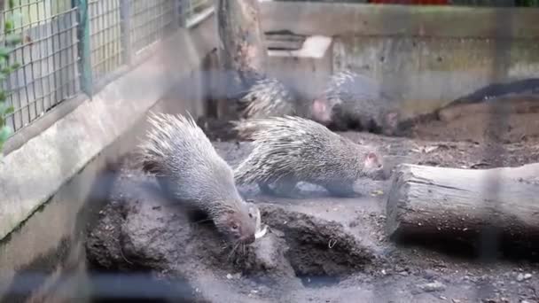 Group Hedgehogs Looking Food Sniffing Noses Cages Zoo — Stock Video