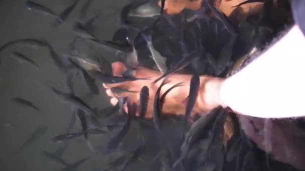Garra Rufa Fisk Som Biter Huden Mans Ben Terapeutisk Fisk — Stockvideo