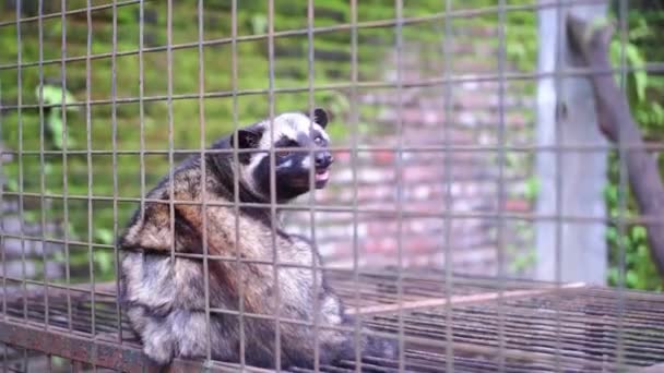 Civet Vagy Mongoose Vagy Luwak Fehér Kofee Termelő Állat Ülő — Stock videók