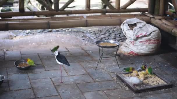 Varios Tipos Aves Aves Del Amor Pernilongo Otros Que Alimentan — Vídeos de Stock