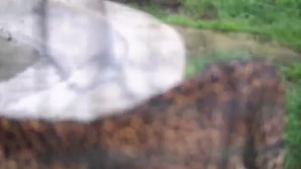 Lampart Wchodzący Klatki Zoo Zwierzęta Zoo — Wideo stockowe
