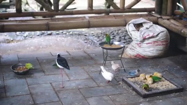Olika Typer Fåglar Kärleksfågel Pernilongo Och Andra Som Äter Aviär — Stockvideo