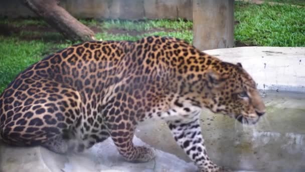 Salah Satu Leopard Besar Yang Duduk Samping Kolam Kemudian Membuka — Stok Video