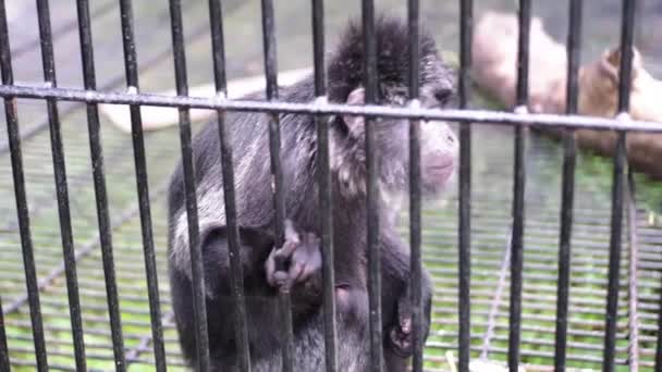 Mono Negro Sentado Una Jaula Mirando Derecha Izquierda Mirando Cámara — Vídeo de stock